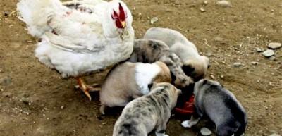 Tavuk 6 yavru k&ouml;peğe annelik yapıyor