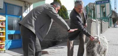 İmamın ke&ccedil;isi, cemaatin neşe kaynağı