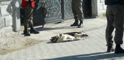 Şehit babası bu sefer torun acısı yaşadı