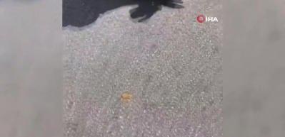 ABD'de yine polis şiddeti: Siyahi adamın nefesini kestiler