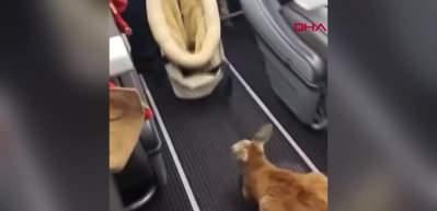 ABD'de yolcu uçağında seyahat eden minik kangurunun o anları viral oldu