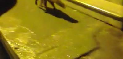 A&ccedil; kalan tilki Pendik&rsquo;e indi