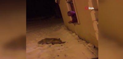 A&ccedil; kalan tilkileri elleriyle besledi!