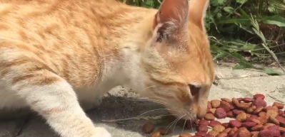 A&ccedil; kedi mama verilince sevin&ccedil;ten adeta dile geldi