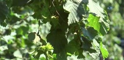 A&ccedil;ıklanmayan fındık rekoltesi kafaları karıştırdı! Fındık ka&ccedil; TL olacak?