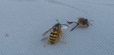 Acımasız arı savaşı 