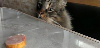 A&ccedil;lıkla vicdanı arasında kalan kedi