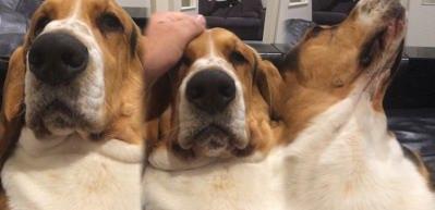 Adeta 'beni sev' diye bağıran k&ouml;pek