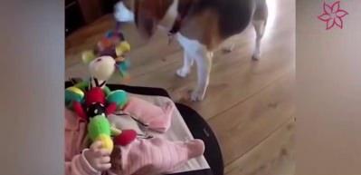 Ağlattığı bebeğin oyuncağını geri getiren k&ouml;pek