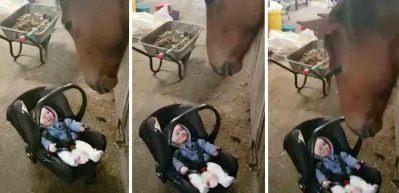 Ağlayan bebeği eğlendiren at g&ouml;renleri şaşırttı
