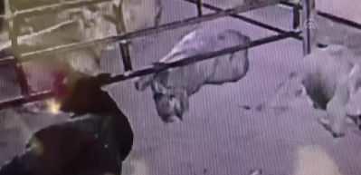 Ahıra giren yılan 3 ineği &ouml;ld&uuml;rd&uuml;! O anlar kamerada