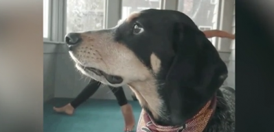 Sahibinin yoga videosuna b&ouml;yle damga vurdu