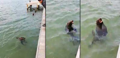 Akdeniz foku Bodrum&rsquo;da g&ouml;r&uuml;nt&uuml;lendi