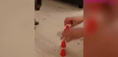 Akıllı kedi, izleyenleri şaşırttı