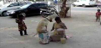 Akrobatik k&ouml;pekten denge şovu!
