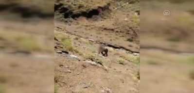 Akt&uuml;t&uuml;n&rsquo;de PKK&rsquo;lı bir ter&ouml;rist, Komandolarımıza teslim oldu