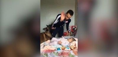 Alman çoban köpeğinin koruma içgüdüsüne hayran kalacaksınız