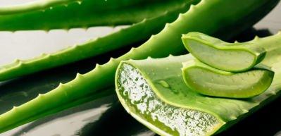 Aloe Vera nedir ve Aloe Vera cilde faydaları nelerdir?