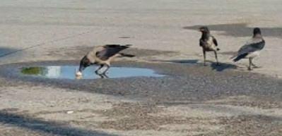 Anne karga ve ser&ccedil;e yavrularını b&ouml;yle besledi