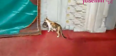 Anne kedi yavrusu ile beraber bakın nereye sığındı!