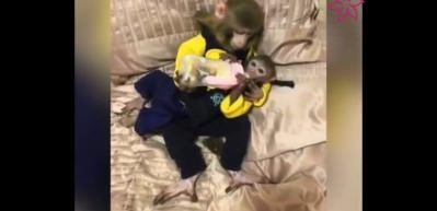 Anne maymunun şevkati izleyenleri duygulandırdı