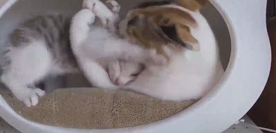 Annesini delirten yavru kedi