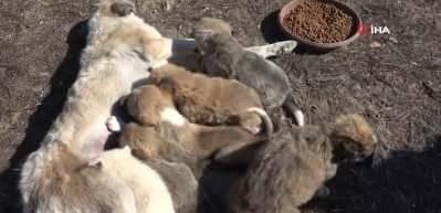 Annesiz kalan 7 yavru köpeği başka bir anne köpek sahiplendi