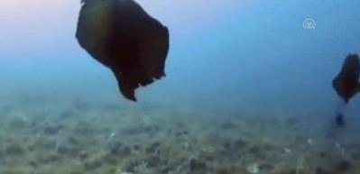 "Aplysia depilans"lar G&ouml;k&ccedil;eada'da g&ouml;r&uuml;nt&uuml;lendi 