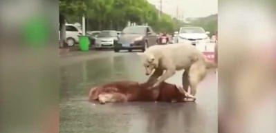 Arkadaşı ölen köpeğin hıçkıra hıçkıra ağlaması yürek burkuyor