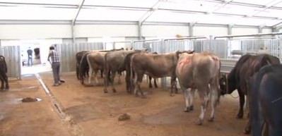  Arnavutk&ouml;y'de b&uuml;y&uuml;kbaş hayvanlar 6 bin liraya d&uuml;şt&uuml;