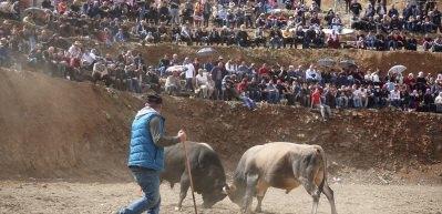 Artvin'de boğa g&uuml;reşi festivali