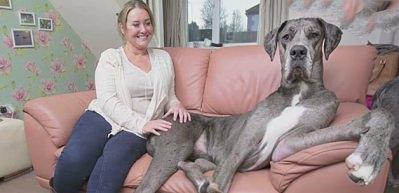 Aşırı derecede b&uuml;y&uuml;k k&ouml;pek