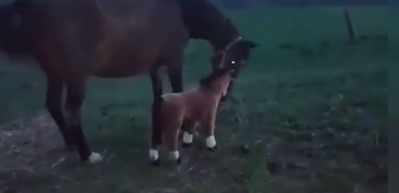 Atın, oyuncak taya tepkisi g&uuml;ld&uuml;rd&uuml;