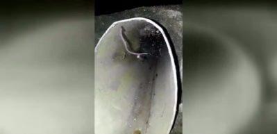 Avını fena k&ouml;şeye sıkıştırdı!