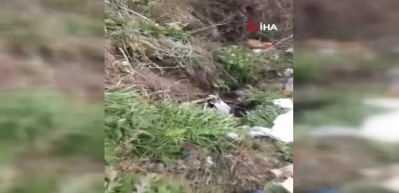 Ayaklarından bağlayıp &ccedil;uvala koydukları k&ouml;peği &ouml;l&uuml;me terk ettiler