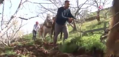 Aydın&rsquo;da &uuml;retim seferberliği: B&ouml;lgedeki t&uuml;m atlar sabana koşuldu