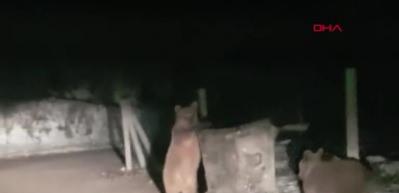 Sarıkamış'ta &ccedil;&ouml;pten kedi &ccedil;ıkmaz ayı &ccedil;ıkar