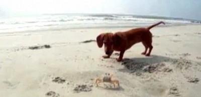 Köpeğin yengeçle oyunu