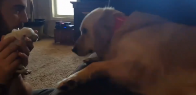 Babalığı kabul etmeyen k&ouml;pek g&uuml;ld&uuml;rd&uuml;