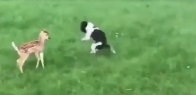 Bah&ccedil;eye giren ceylanla k&ouml;peğin tanışması