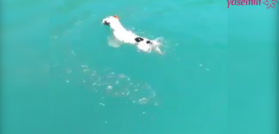Balıklarla dans eden k&ouml;pek!