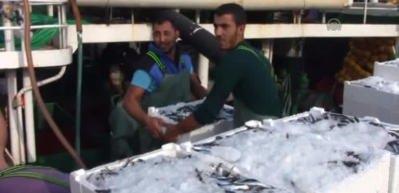 Bandırma'da hamsi bolluğu