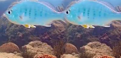Başını sabit tutabilen altın y&uuml;zge&ccedil;li mojarra balığı!