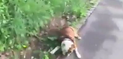 Başta bu yavru k&ouml;pek i&ccedil;in &uuml;z&uuml;leceksiniz ama...