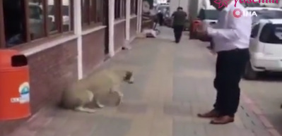 Belediye personeli tatlı dille k&ouml;peği yerinden etti! 