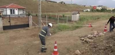 Besicinin &ccedil;abası işe yaramadı, elektrik akımına kapılan hayvanlar telef oldu