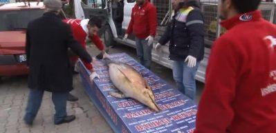 Beylikd&uuml;z&uuml;'nde &ouml;l&uuml; yunus balığı karaya vurdu