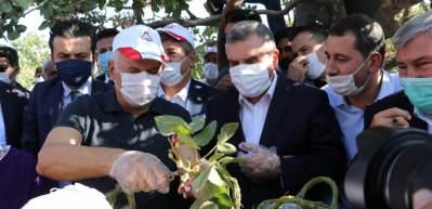  Binali Yıldırım Şanlıurfa&rsquo;da fıstık topladı