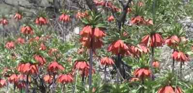 Bing&ouml;l dağlarında a&ccedil;an ters laleler g&ouml;renleri b&uuml;y&uuml;l&uuml;yor