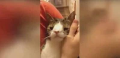 Bir anda d&uuml;nyanın en meşhur kedisi oldu
